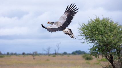 a secretarybird taking to the sky