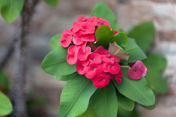 Close up on Euphorbia milii