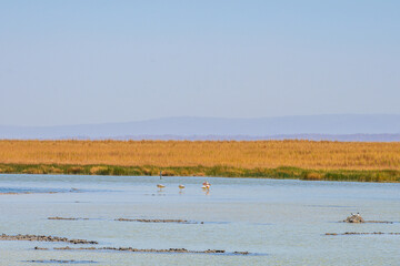 Lagoa no deserto do Atacama com céu azul e muita vegetação ao redor. Lagoa Cejar na primavera de 2023.