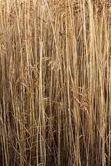 Thicket of dry rushes. Naturalistic background of dry reeds. Picture taken in a marshy area in northern Italy.