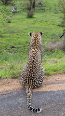 a leopard on the tar road
