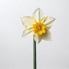 Obraz premium daffodil with a bright yellow corona and creamy white petals stands out with simple, springtime charm