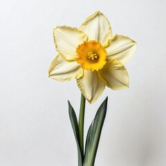 daffodil with creamy white petals and a bright orange center stands out with its springtime splendor