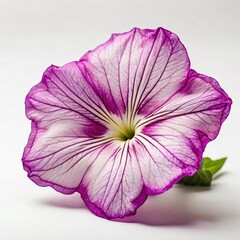 A striking petunia showcases vibrant purple veins radiating through its delicate white petals