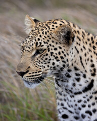 a portrait of a young male leopard