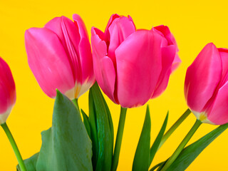 bouquet of beautiful tulips on color background