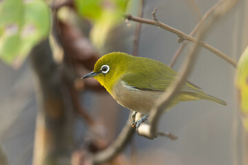 木にとまり朝日を見るメジロ