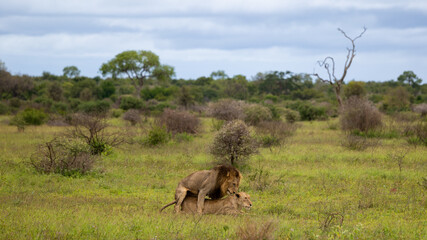 Fototapeta premium a mating pair of lions in the wild