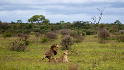 a mating pair of lions in the wild