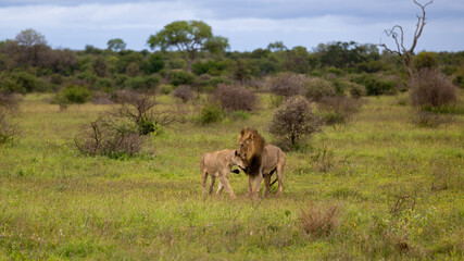 a mating pair of lions in the wild