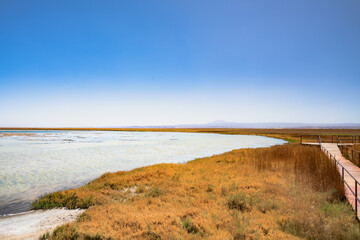 Lagoa no deserto do Atacama com céu azul e muita vegetação ao redor. Lagoa Cejar na primavera de...