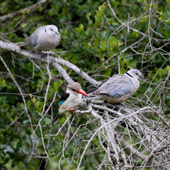 s brown hooded kingfisher and doves