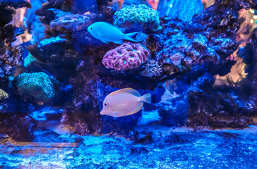 Fototapeta na wymiar Fish of different colors behind the glass in the aquarium.