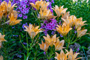 A cream-colored lily in the garden on a summer day.