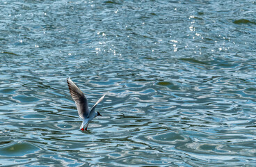 A seagull takes off from the sea water on a summer day.