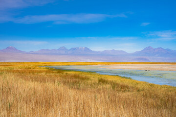 Lagoa no deserto do Atacama com céu azul e muita vegetação ao redor. Lagoa Cejar na primavera de...