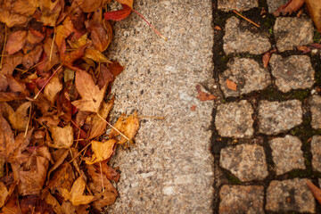 Calçada com muitas folhas caídas no outono