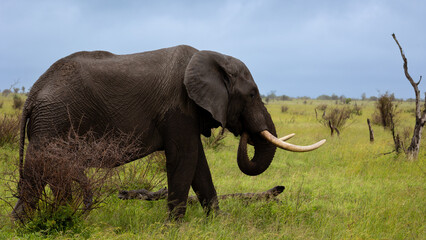 a big bull African elephant grazing on green grass