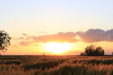 Naklejka premium Sonnenuntergang mit Weizenfeld