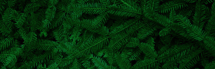 Banner with fresh branches from a Christmas tree. Background with green Christmas tree branches...