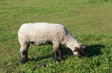 Naklejka na ściany i meble White Sheep Grazing on Green Grass