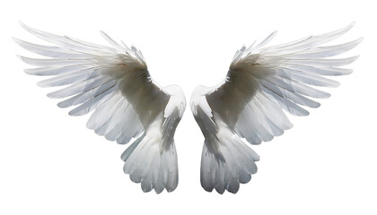 white wing  isolated AI  generative
