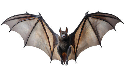 Bat isolated AI  generative