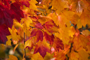 Herbstfarben am Ahorn