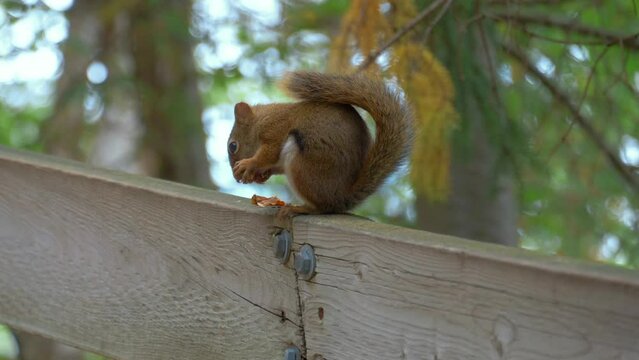 Squirrel eating on a fence