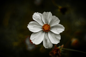 White flower, photo taken with an old Pentacon 50mm lens