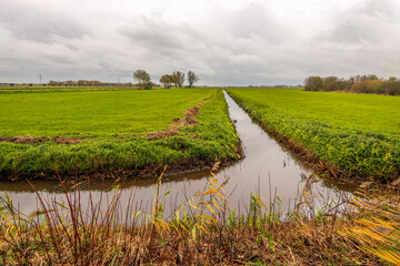 Dutch polder landscape with ditch on a windless and rainy autumn day. The grassland becomes...