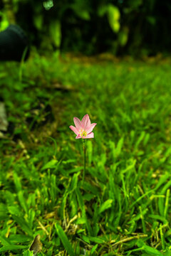 Zephyranthes minuta or Pink Rain Lily