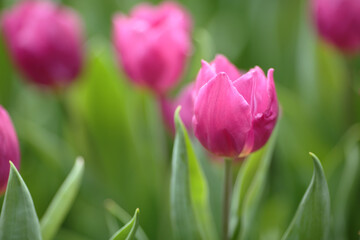 a Tulipa gesneriana, spring time at garden