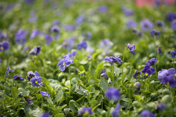 a Flower show hong kong at Victoria Park