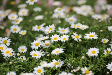 a Leucanthemum paludosum , flower show hong kong at Victoria Park