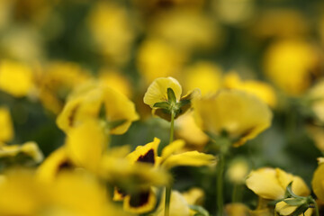 the Viola tricolor, flower show hong kong at Victoria Park