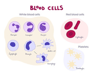 Blood cells flat vector illustration diagram. Infographic educational picture for medical and human anatomy and physiology goals.