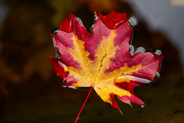 Colorful maple leaf (Acer) with contrasting silhouette floating isolated on water of a dark pond. Swimming foliage with vibrant coloration in yellow and red in Indian summer in autumn season. 
