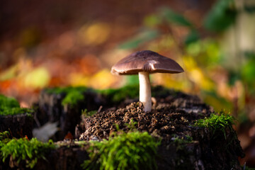 Single mushroom (Trichloma) on a cut tree trunk in Sauerland Germany with low sunlight and fresh...