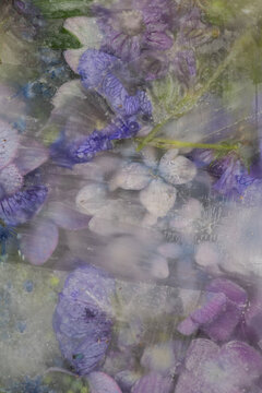 abstract background art of purple flowers frozen in ice water