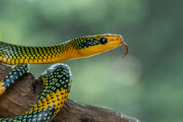 Rainbow tree snake, Royal tree snake, gonyosoma margaritatum native to borneo indonesia close up shot with natural bokeh background 