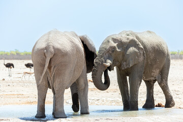 Fototapeta premium Selective focus view of two young bull elephants drinking at a waterhole during a sunny morning, Etosha National Park, Namibia