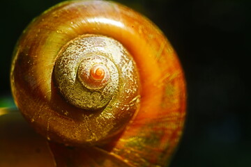 close up of snail 