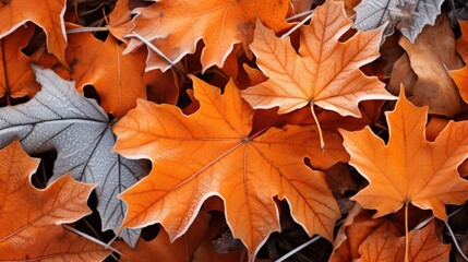 Naklejka na ściany i meble autumn maple leaves on the ground, fallen leaves cover. Generative ai