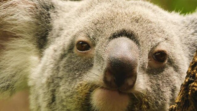 A koala bear close up slowly moving around a tree