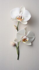 A single, stunning orchid placed on a textured linen canvas. Minimalist design card. Vertically oriented. 