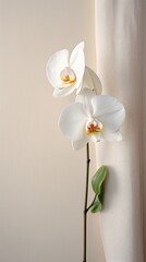 A single, stunning orchid placed on a textured linen canvas. Minimalist design card. Vertically oriented. 