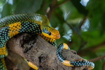 Rainbow tree snake, Royal tree snake, gonyosoma margaritatum native to borneo indonesia close up shot with natural bokeh background 