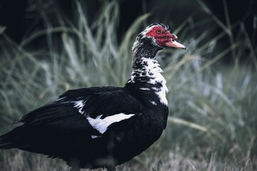 Domestic Muscovy duck standing in a lush, green field of tall grass