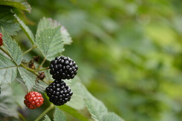 Close-up of a plump ripe blackberry on a blackberry bush.